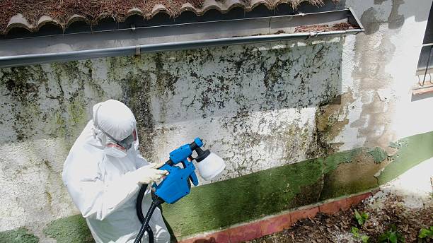 Trusted Mold Inspection service in Chestnut Hill, MA - Cheap Mold Removal